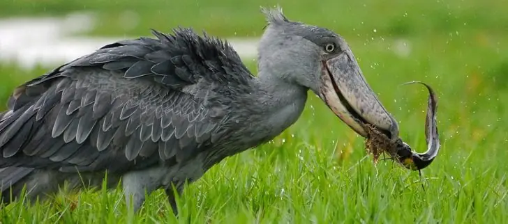 funniest looking animals