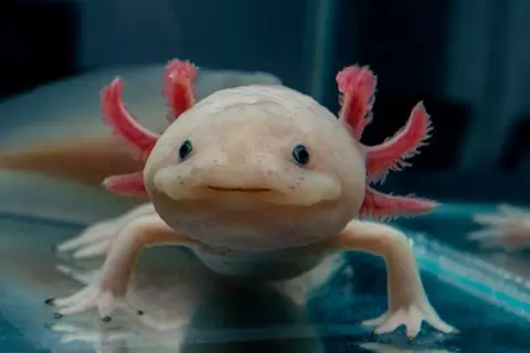 Top 8 Funniest-Looking Animals in the World