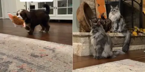 Maine Coon Cats Meet a Bernedoodle Puppy (And It’s Hilarious!)