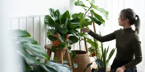 DIY Aluminum Foil Hack to Keep Your Houseplants Healthy